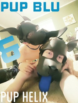 theblupup:  Had some fun with @puphelix over the weekend :3 Super fun and adorable pup! Arf!! Watch out for some videos coming soon ;)