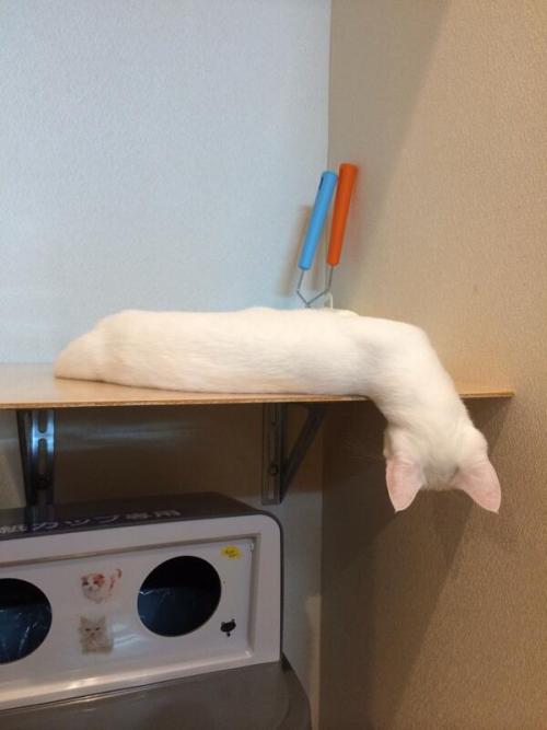 vampirejohnnysun1018:  【なにこれ】ねこカフェで謎の物体が発見され話題に   おはようございまっ…！！？なんだこの物体はっ…！！？ #にゃんこと #猫カフェ #猫 pic.twitter.com/YAKoM1uDJY — cat cafe