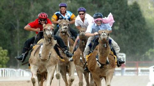 letsgowild:  Camel racing is a popular sport in Pakistan, Saudi Arabia, Egypt, Bahrain, Jordan, Qata