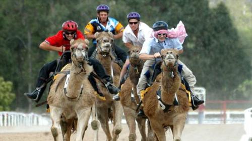 letsgowild: Camel racing is a popular sport in Pakistan, Saudi Arabia, Egypt, Bahrain, Jordan, Qata