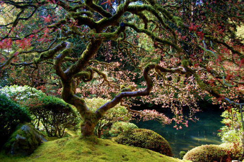 by-grace-of-god:  Changing seasons of the much photographed maple tree at Portland’s Japanese Garden 