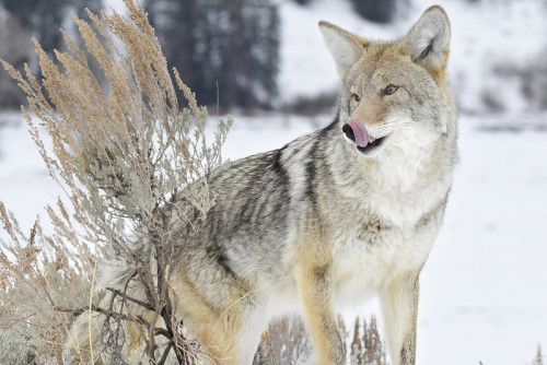 wilkpreriowy:Coyote (Canis latrans) Yellowstone National Park, Wyoming, USAby Dan Dzurisin