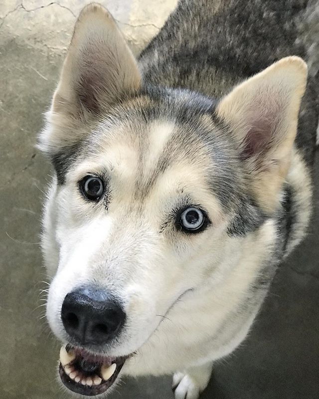 shelterpetproject: Dash is a Husky brought in as a stray to the East Valley Shelter