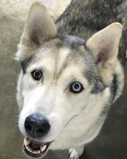 shelterpetproject: Dash is a Husky brought