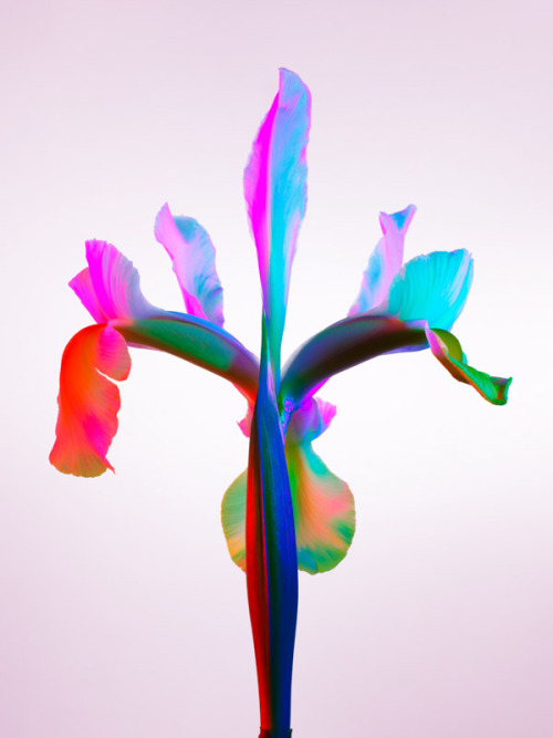arrests:  Hot House Color by Torkil Gudnason 