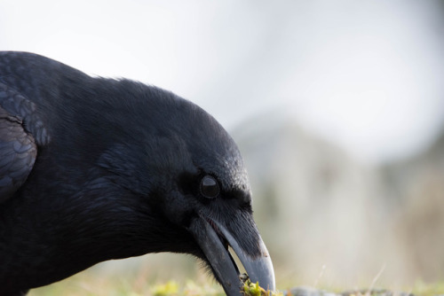 mickyswildlifeexploring:Portrait of a Raven