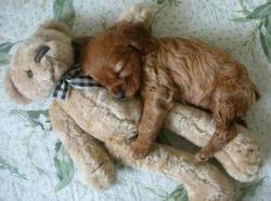 Awwww-Cute:  With A Teddy Bear  Cuteness Overload! ^.^