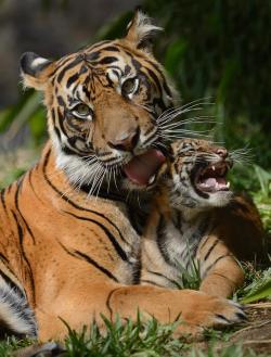 sdzoo:  Tiger cub Debbie isn’t a fan of bath time. Photo Mike Wilson 