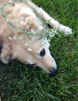 frillaei:  My ugly flower crown turns stupid cute when placed on a pup 