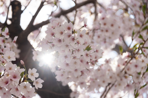 Cherry blossom road in front of Danginri Power Station, near Sangsu Station.