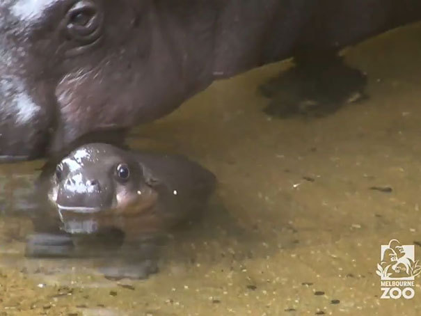 boredpanda:    Endangered Baby Pygmy Hippo Takes First Public Swim In Australia’s