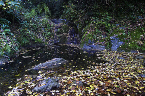 In the deep Castagniccia woods by Gregor Samsa on Flickr.