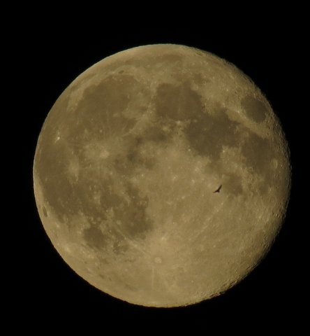 Bird Of Prey Flying Past The Supermoon 