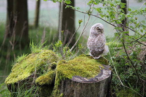 Tawny Owl chick beside Skirwith Quarry, above Ingleton, Yorkshire Dales National Park, North Yorkshi