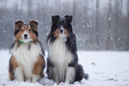 sammythesheltie:Winterwonderland in germany ❄.It is unusual for our part in germany to have so much 