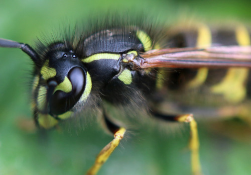 A wasp.