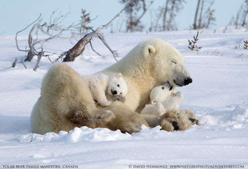 It’s been a stressful couple of weeks. You deserve these.Heartwarming Photos of Polar Bears and Cubs