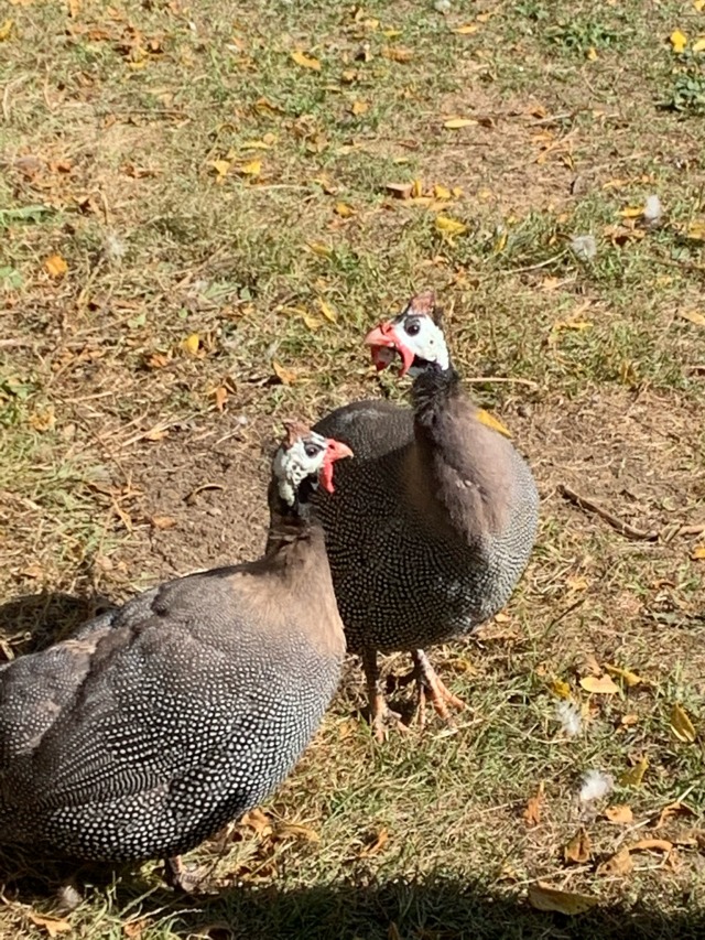 miss fowl Tumblr