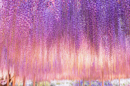 littlelimpstiff14u2:    This 144-Year-Old Wisteria In Japan Looks Like A Pink Sky   These stunning photographs, which look like a glorious late evening sky with dashes of pink and purple, are actually pictures of Japan’s largest wisteria (or wistaria,