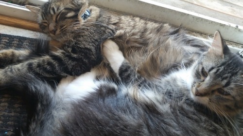 they&rsquo;ve been sleeping by the patio for like two hours now i love them