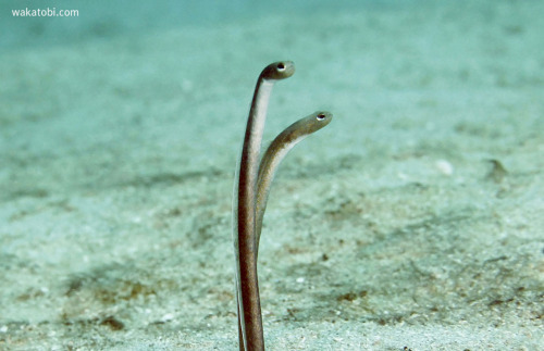 Some of the garden eels live in big groups, but the spotted garden eel is more often found in smalle