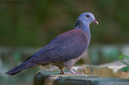 photographicreference:African Olive Pigeon (1-3 Nilgiri Wood Pigeon (4-6)