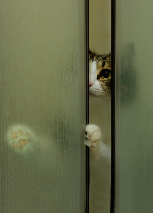 llbwwb: Hello :) HIDE AND SEEK by Ayşe Temizel