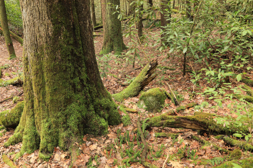 Eastern hemlock (Tsuga Canadensis) is sometimes referred to as the “redwood of the east”, and once-u