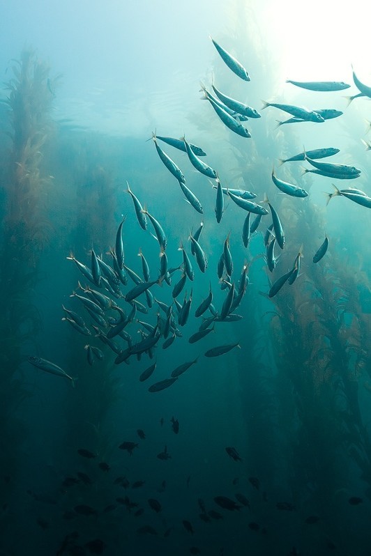 porcvpine:Source | Photographer