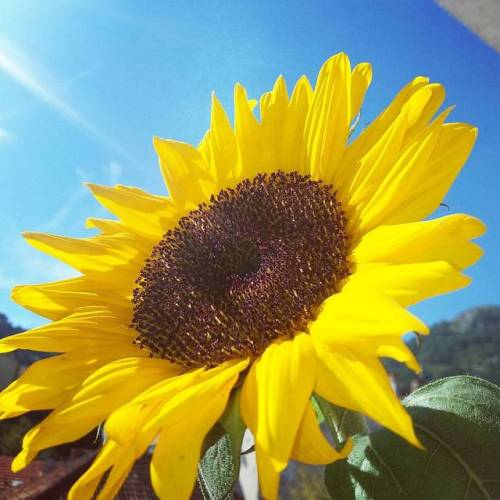 #autumn #sunflower #lovingautumnweather #yellow