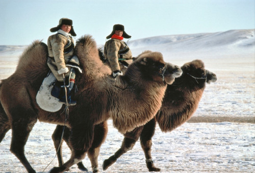 killing-the-prophet:Bayan Ul Hot, Inner Mongolia, China. 1982. Boys riding camels with winter fur an