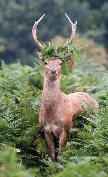 unity-amongst-the-universe:  king of the forest 