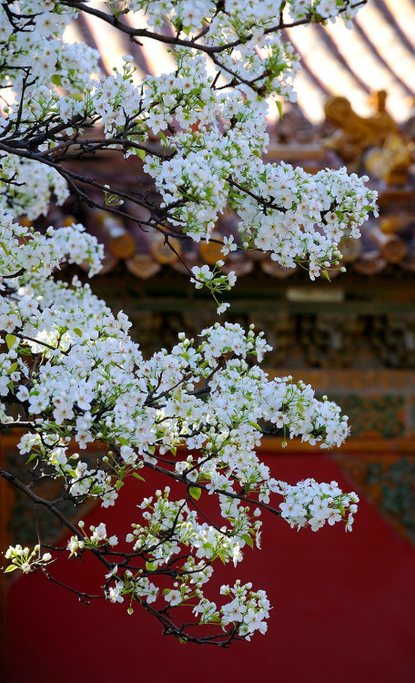 Pear blossoms in the Forbidden City紫禁城.  Literally it should be called Purple Forbidden City, w