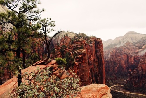 alpenglower:  thank you zion for being a shining light on this rainy day ⛈