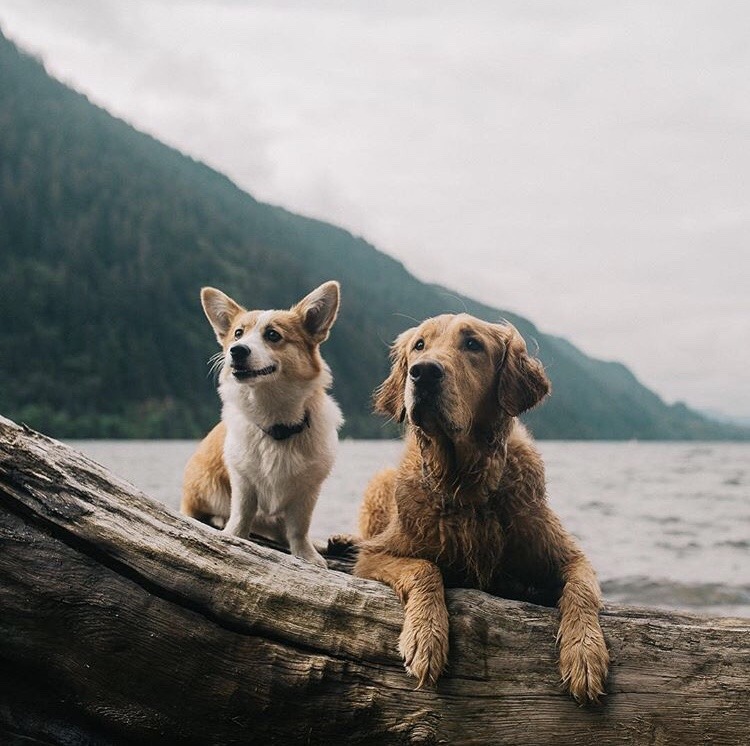 animals-lovers:(Source)