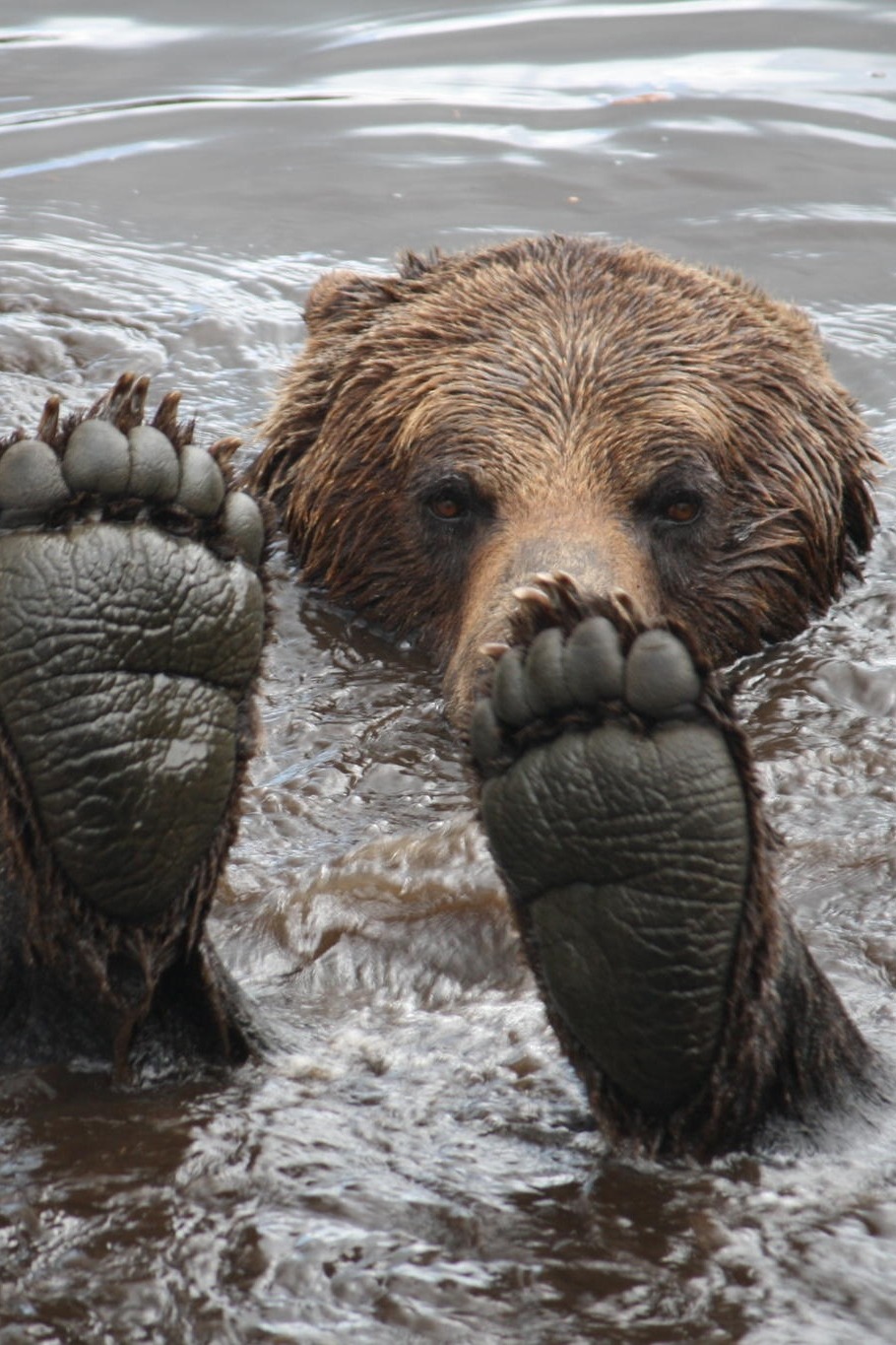 tect0nic:  Grizzly Bear Feet by Rose Smith via 500px. 