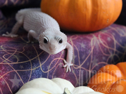 lunationgeckos: There are so many pumpkins at my house right now. 