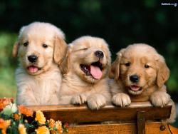 thedogworldblog:  Do you love dogs too? Follow