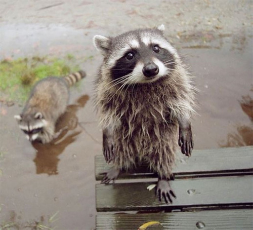  Although These Trash Pandas are Notorious Bandits They’re the Cutest Animals in the World