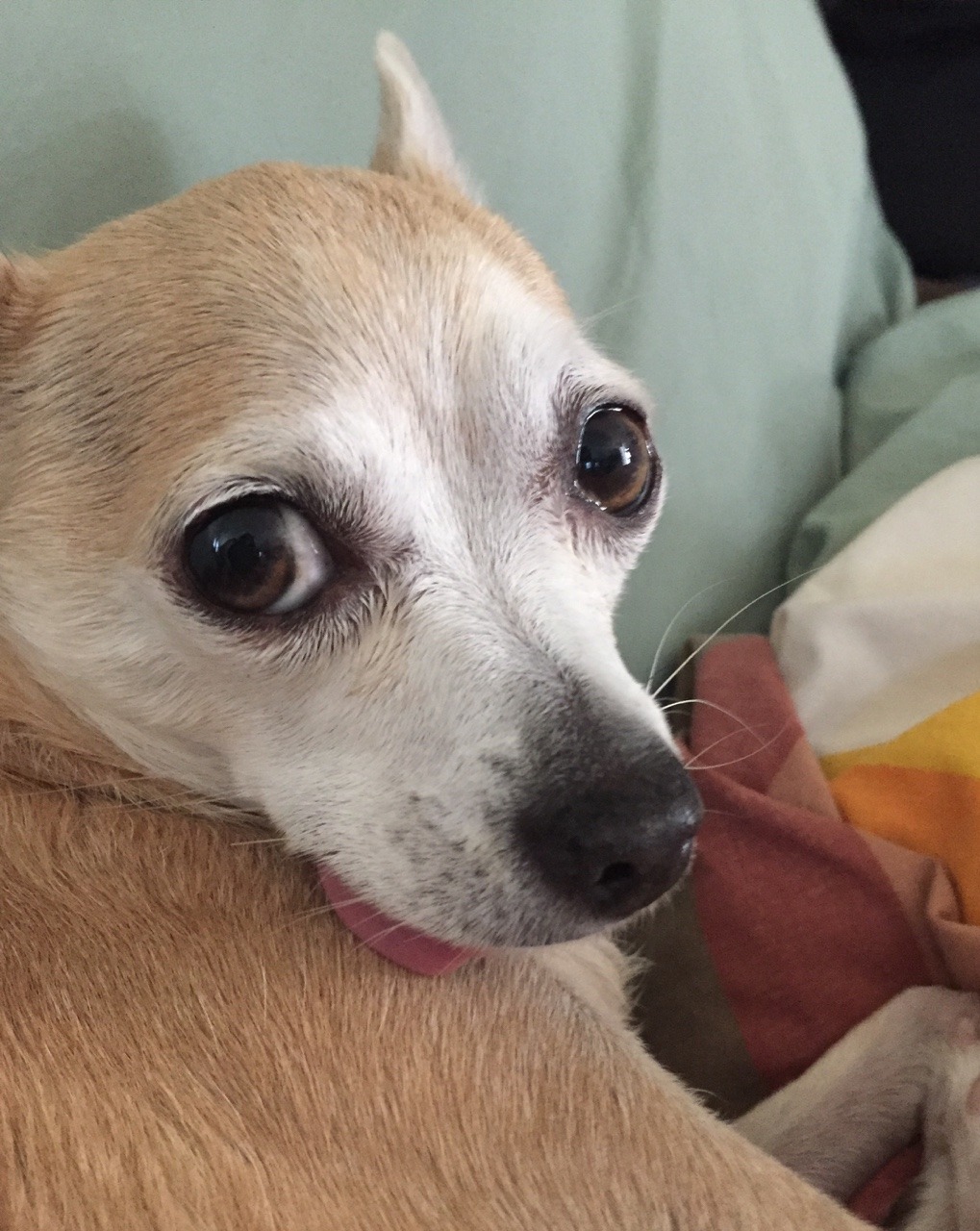 kinda late but happy birthday!!! 🌸 wanted to share Luna, the sweetest chihuahua
