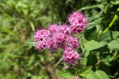 Spiraea japonica — Japanese spiraea