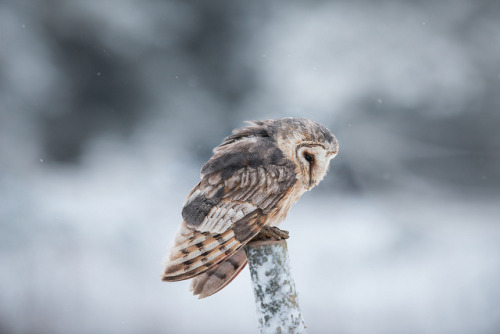fairy-wren:Barn Owl. Photos by Susanna Chan