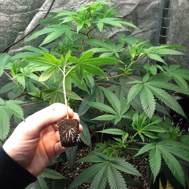 weedporndaily:  high_above_the_ignorance:  Mother &amp; child✨ Pre ‘98 Bubba