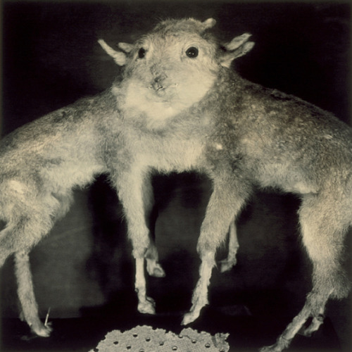 realityayslum:Joan Fontcuberta & Pere Formiguera  Hermafrotaurus Autositarius Spain, 1986… from 