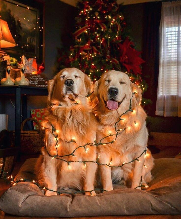 w–o–o–d–l–a–n–d:  Guess what, another Christmas doggos.