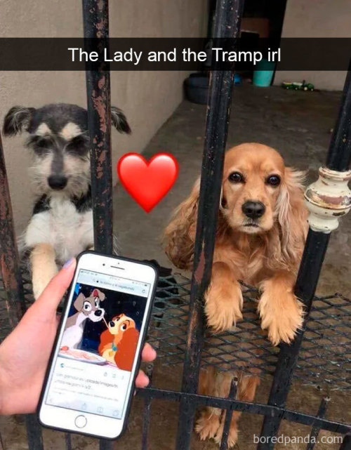 Dog snaps (via)