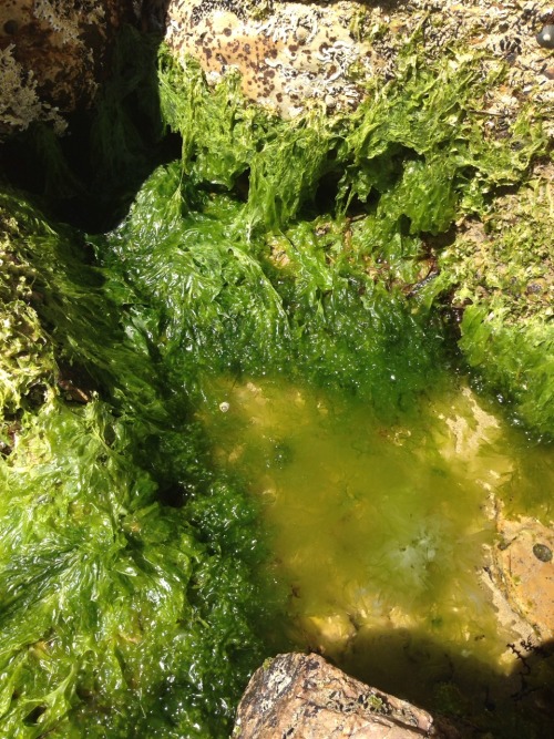 trillow:cool green moss