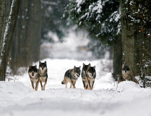 time-will-tell-you:  wolves on We Heart It. http://weheartit.com/entry/54241688/via/stayyawayy