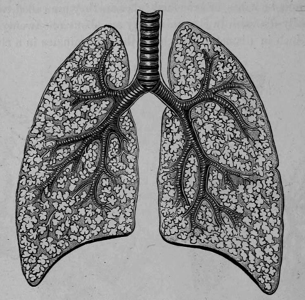 chaosophia218:  Joseph C. Hutchison - Anatomical Illustrations, “The Laws of Health”,