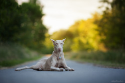 handsomedogs:  Aleksandra Kielreuter | summertime